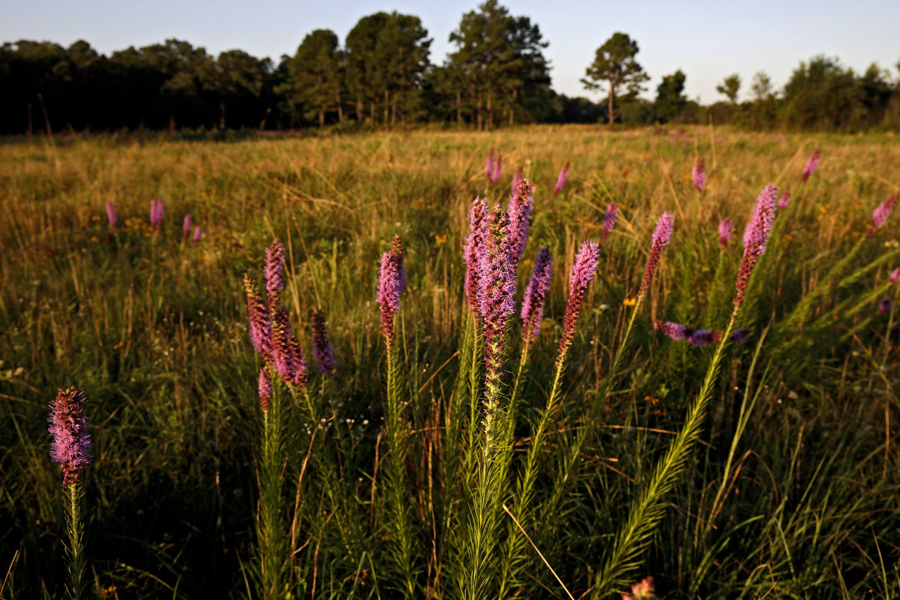 NICKEL PRESERVE